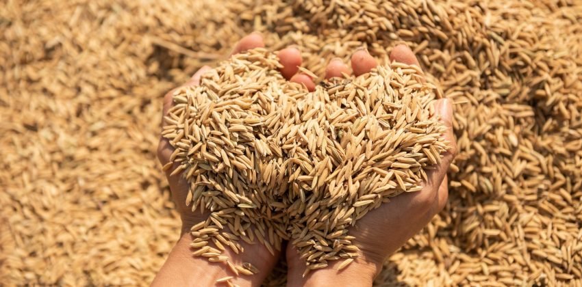 paddy-harvest-golden-yellow-paddy-hand-farmer-carrying-paddy-hand-rice_1150-45683